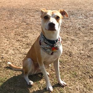 Meet your Posher, Avani